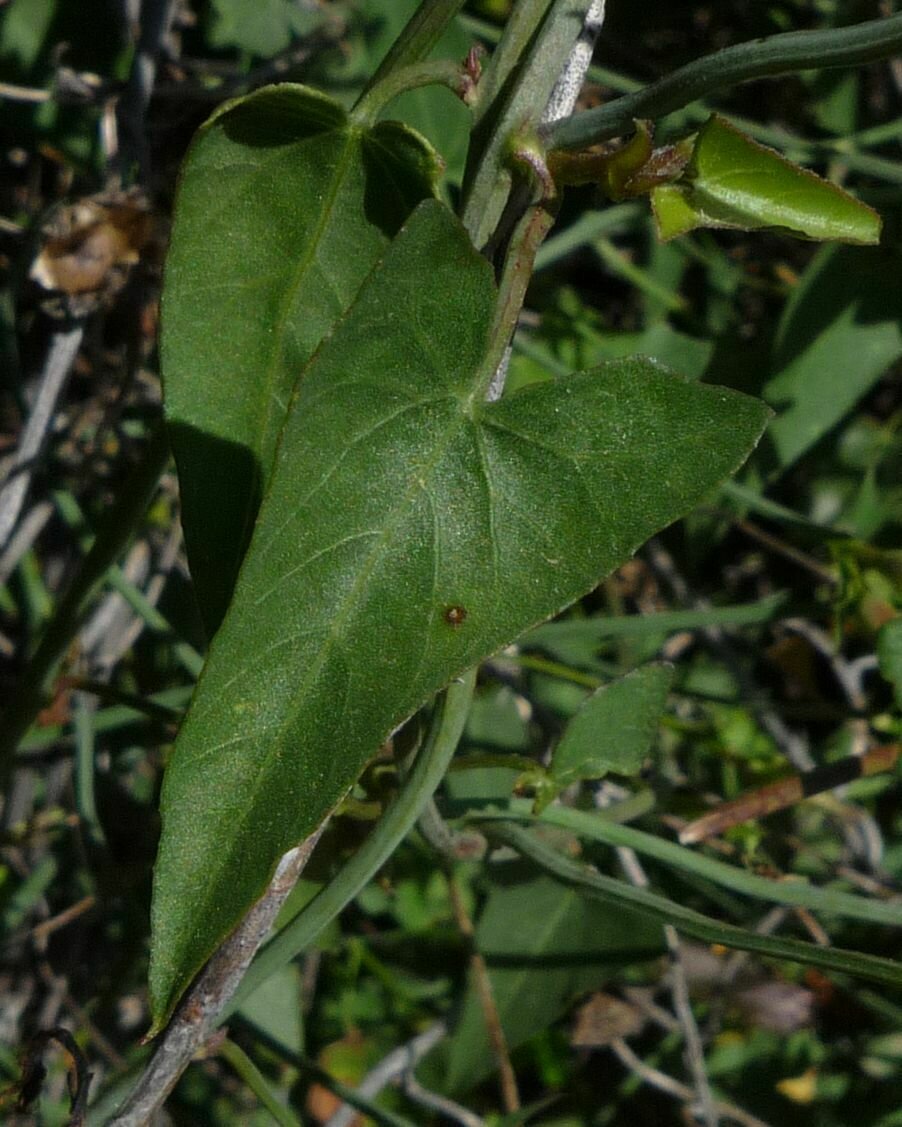 High Resolution Calystegia purpurata Leaf